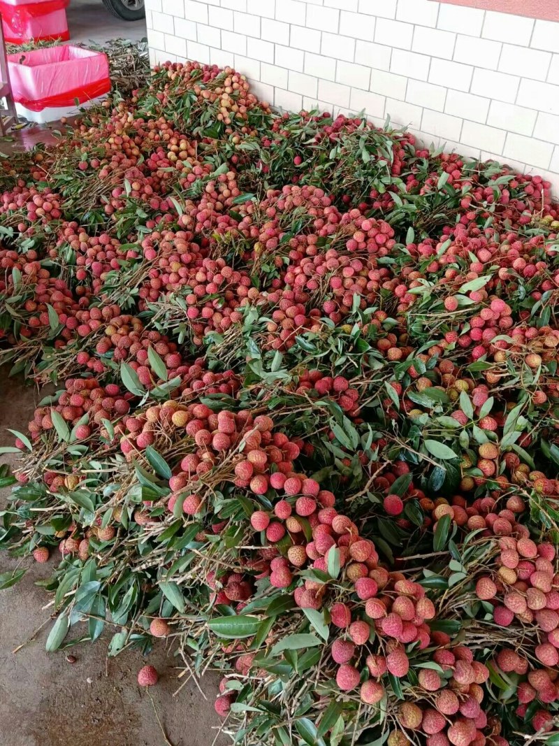 荔枝
