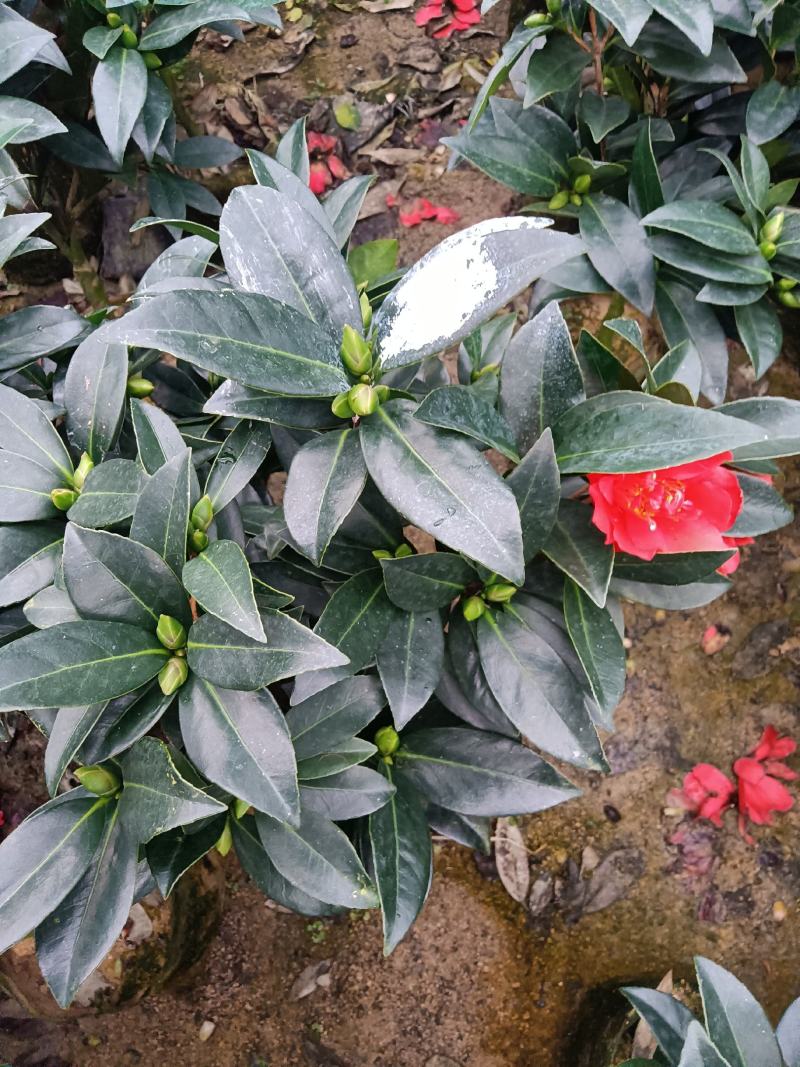 瑰丽迎夏四季茶花夏日系列四季开花重瓣基地直销