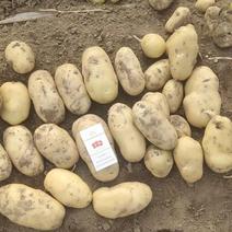精品荷兰十五土豆个头大质量上乘产地直发致电订购