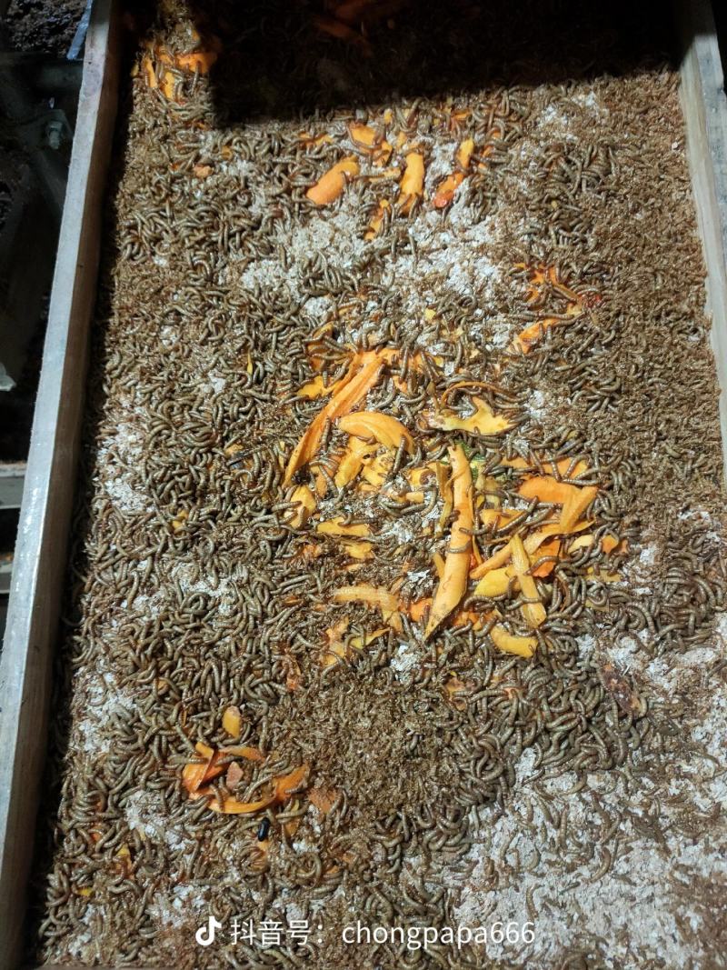 黄粉虫