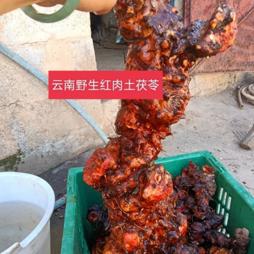 正宗云南红肉野生土茯苓货真价实野生土茯苓原生态中药材鲜货