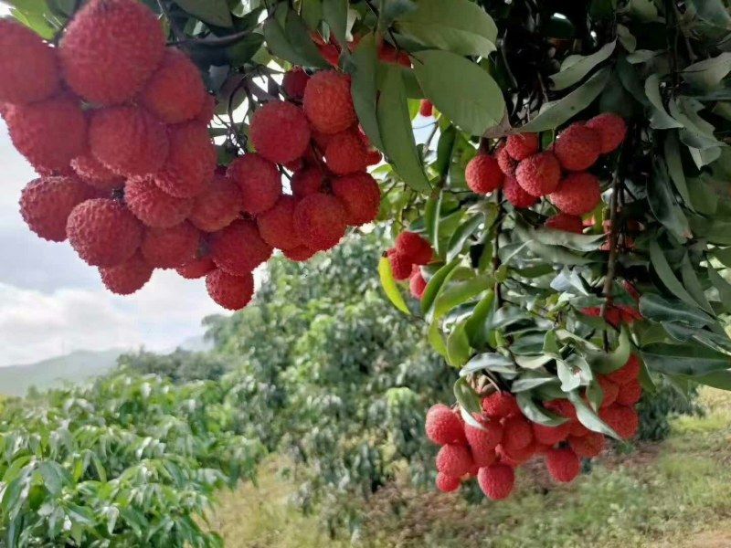 白蜡，黑叶荔枝