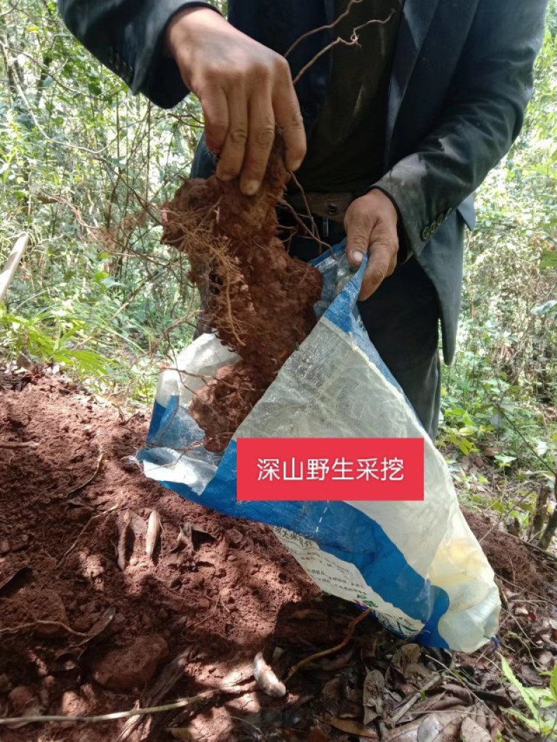正宗云南红肉野生土茯苓货真价实野生土茯苓原生态中药材鲜货