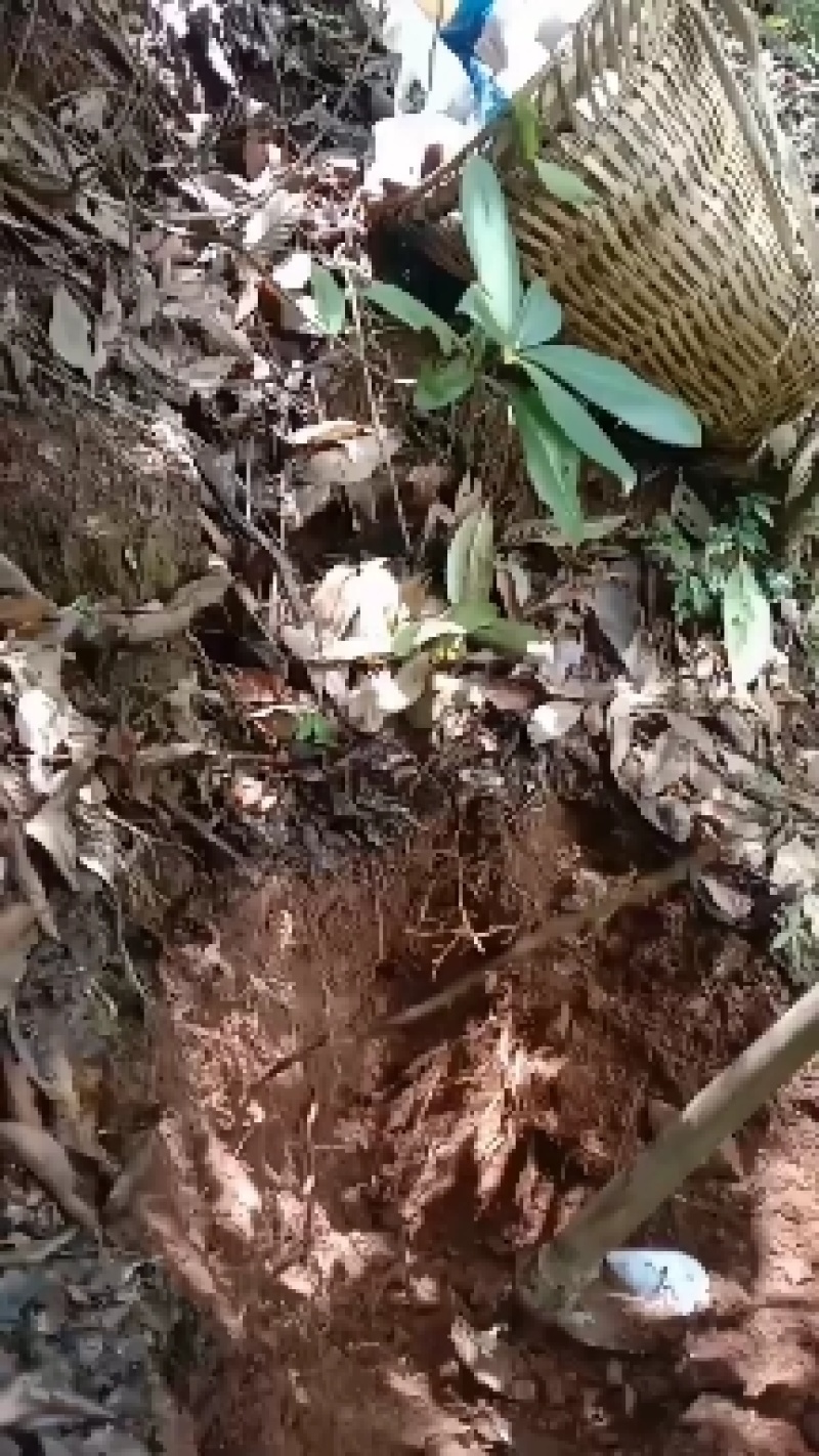 正宗云南红肉野生土茯苓货真价实野生土茯苓原生态中药材鲜货