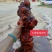 正宗云南红肉野生土茯苓货真价实野生土茯苓原生态中药材鲜货