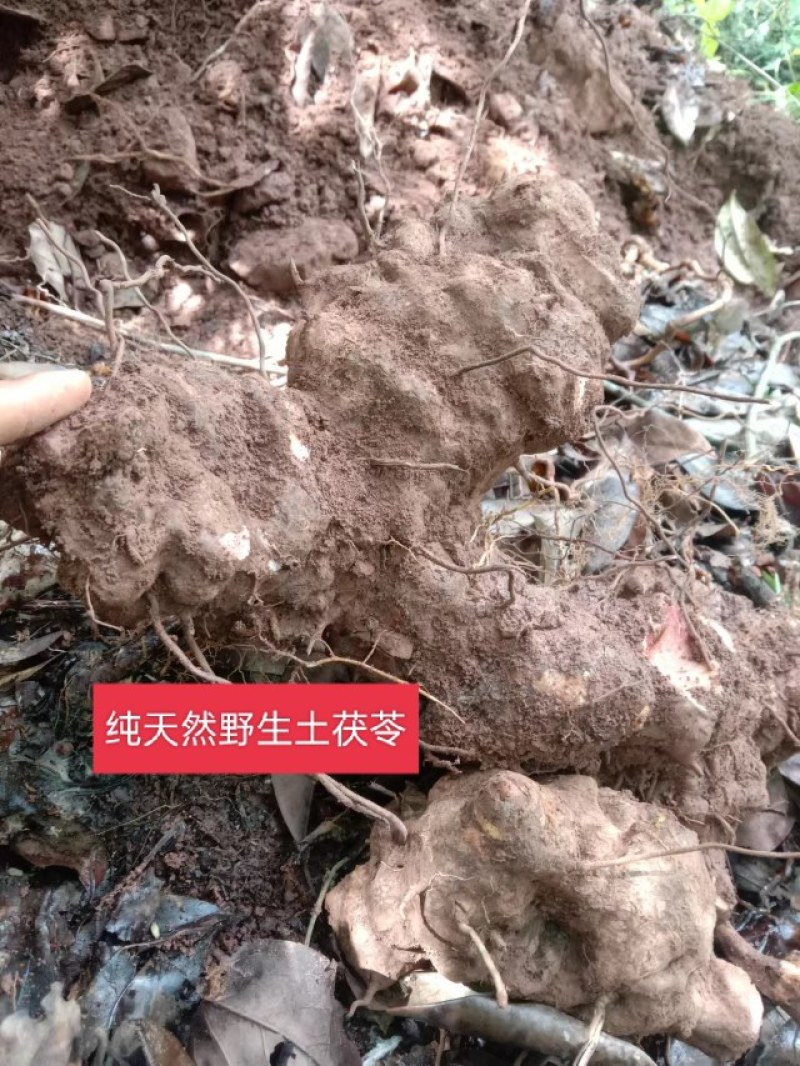 正宗云南红肉野生土茯苓货真价实野生土茯苓原生态中药材鲜货