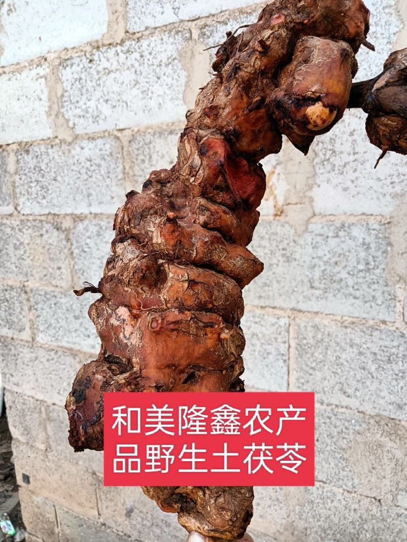 正宗云南红肉野生土茯苓货真价实野生土茯苓原生态中药材鲜货