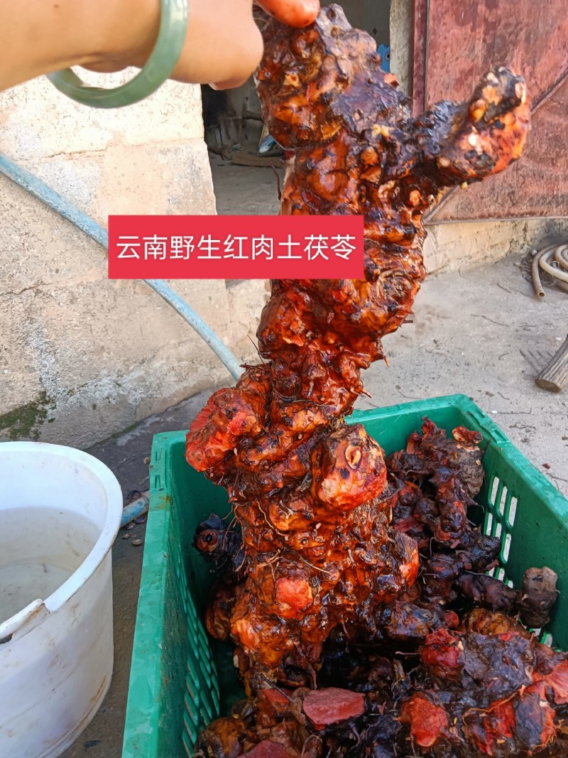 正宗云南红肉野生土茯苓货真价实野生土茯苓原生态中药材鲜货
