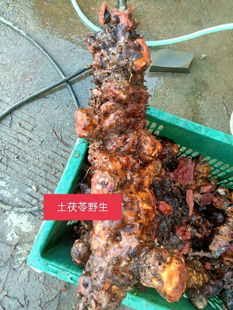正宗云南红肉野生土茯苓货真价实野生土茯苓原生态中药材鲜货