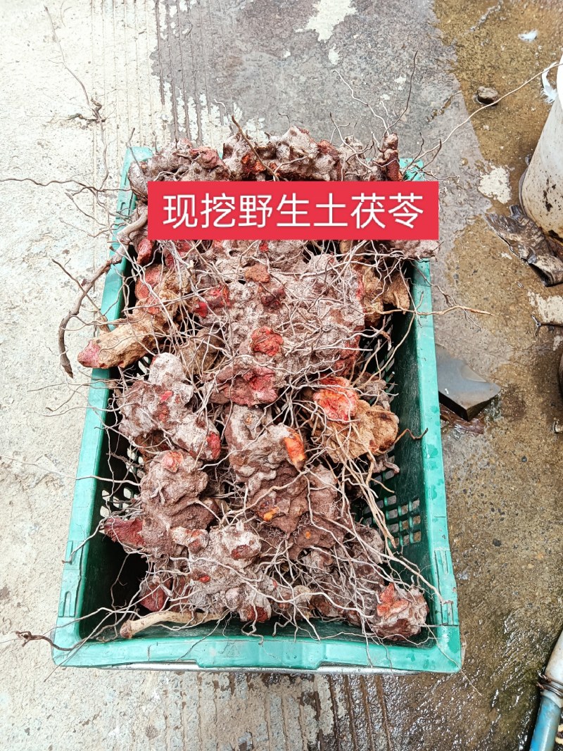 正宗云南红肉野生土茯苓货真价实野生土茯苓原生态中药材鲜货