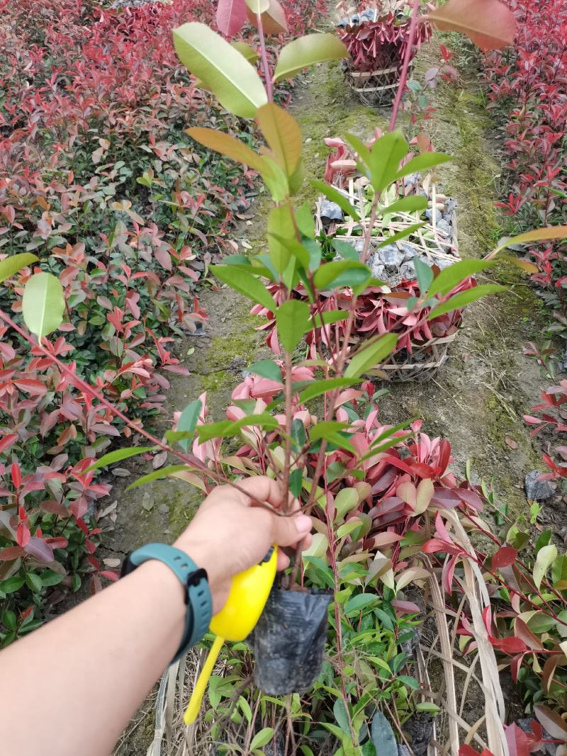 红叶石楠小杯