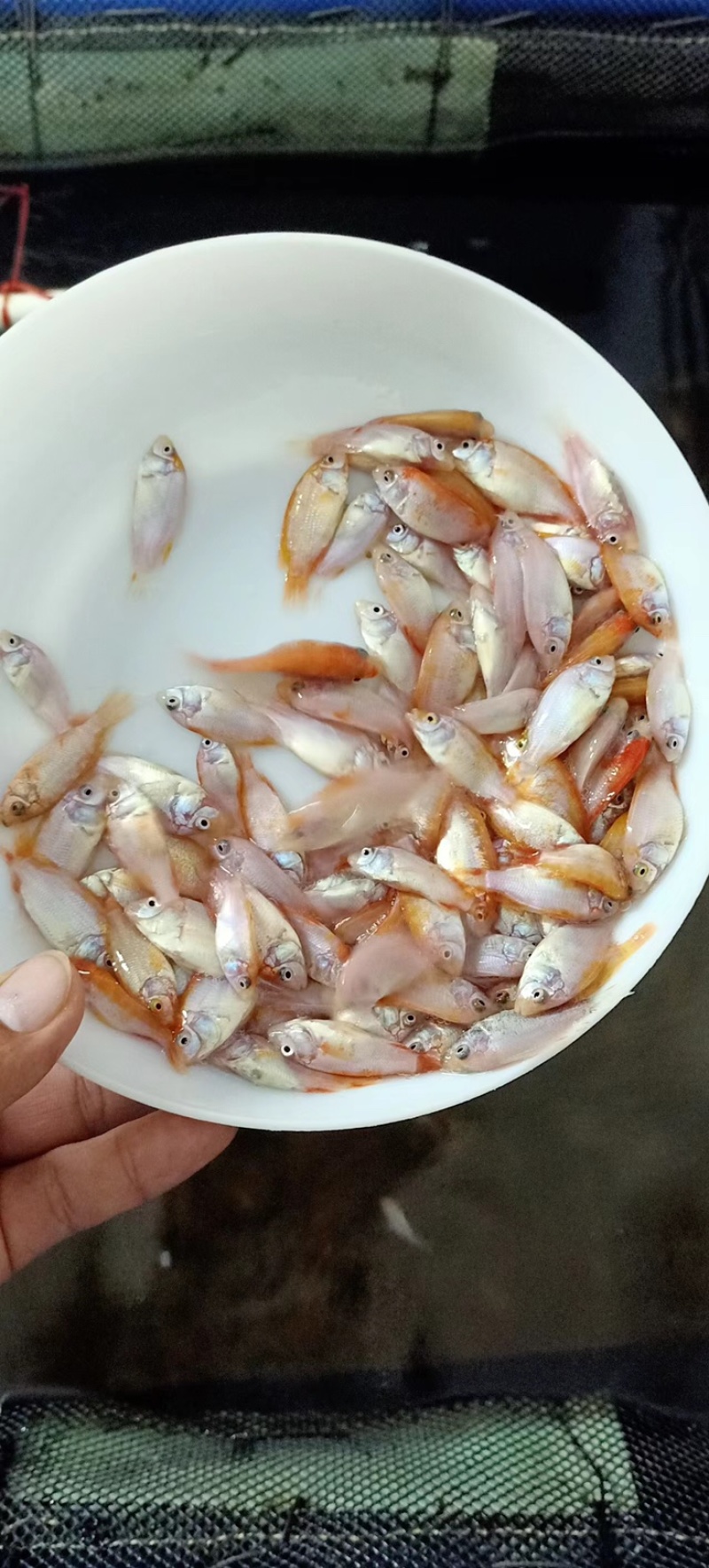 红罗非鱼苗\彩虹鲷鱼苗\高抗病力特快大种\养殖场直供