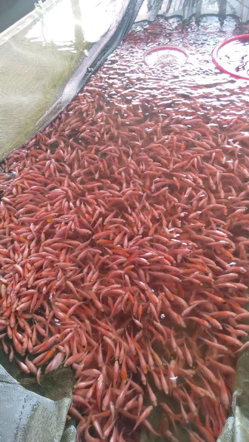 红罗非鱼苗\彩虹鲷鱼苗\高抗病力特快大种\养殖场直供