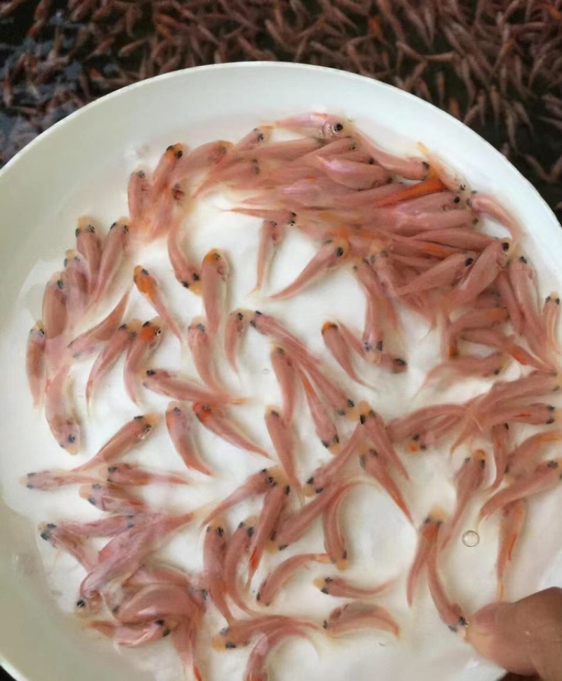 红罗非鱼苗\彩虹鲷鱼苗\高抗病力特快大种\养殖场直供