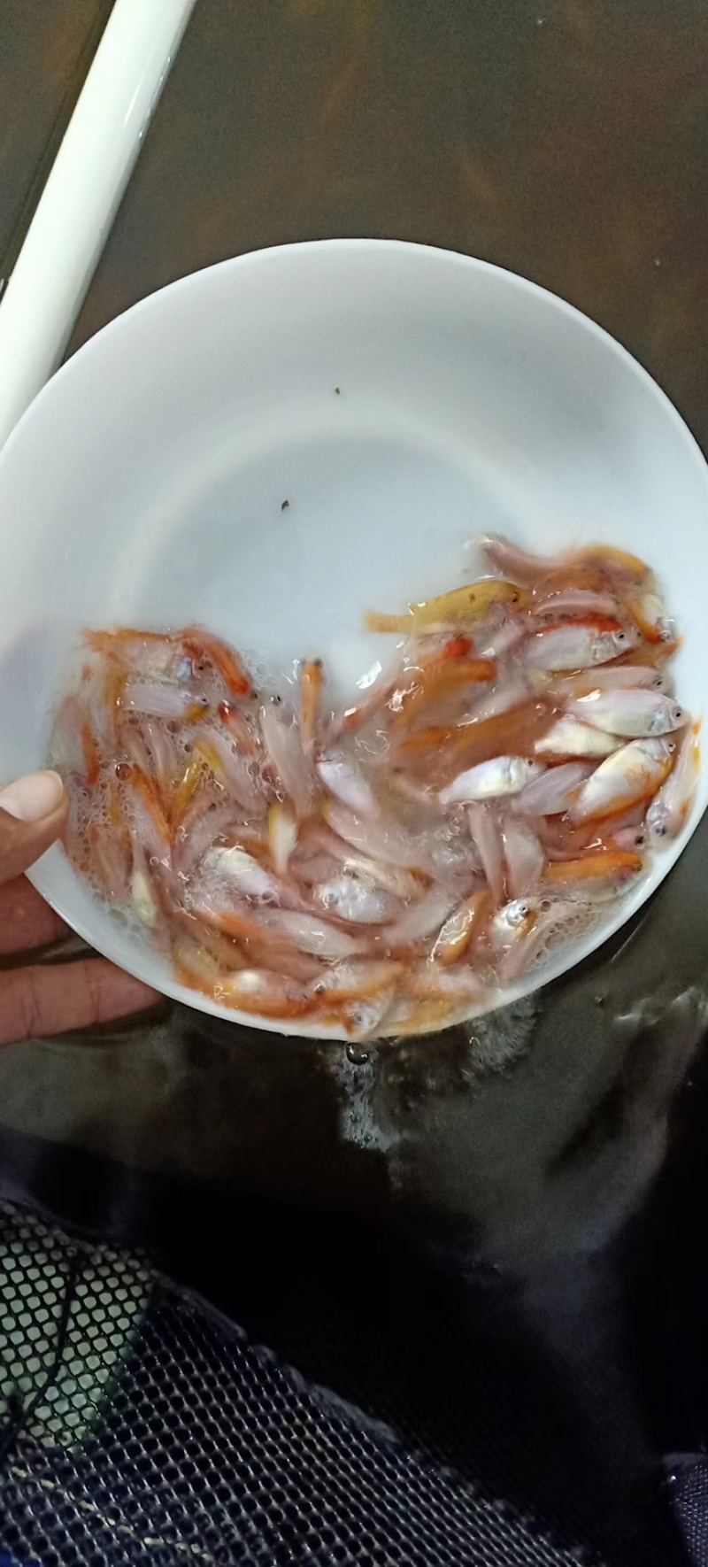 红罗非鱼苗\彩虹鲷鱼苗\高抗病力特快大种\养殖场直供
