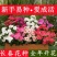 长春花种子日日春五瓣梅花卉种子四季开花耐旱易活阳台花籽盆