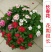 长春花种子日日春五瓣梅花卉种子四季开花耐旱易活阳台花籽盆