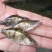 【基地直销全国送货】鳜鱼桂花鱼苗抗病能力强