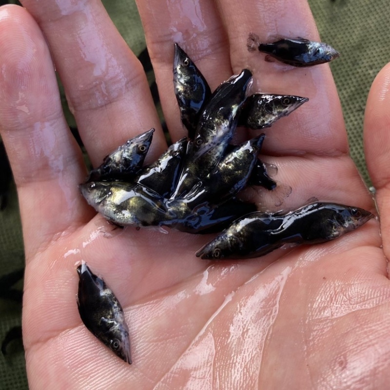 【基地直销全国送货】鳜鱼桂花鱼苗抗病能力强