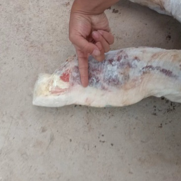 黑毛猪肉