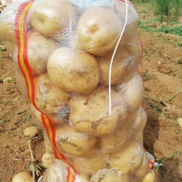 辽宁绥中土豆大量上市了个大皮毛亮暑型正大量供应产地直发