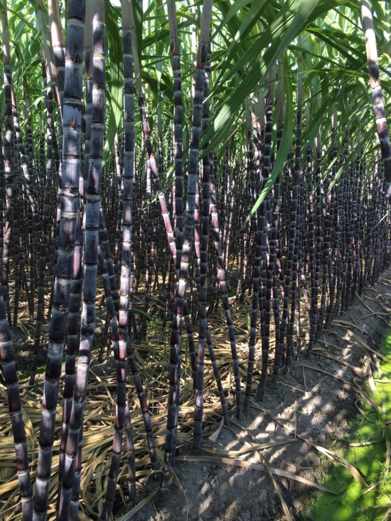 亚热带水果。甘蔗红皮黄皮现在一定9月份上市。欢迎欢迎