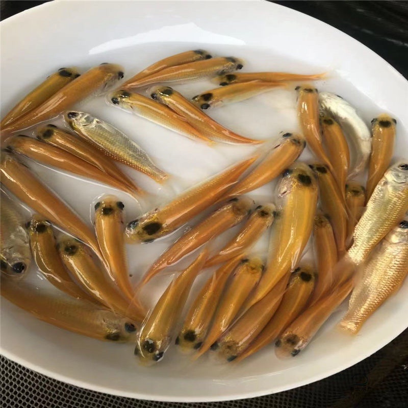 基地直销，全国发货金丝草鱼苗易活快大
