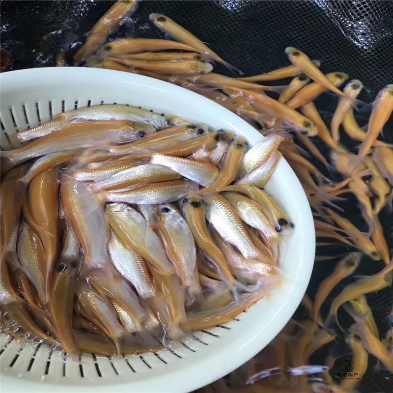 基地直销，全国发货金丝草鱼苗易活快大