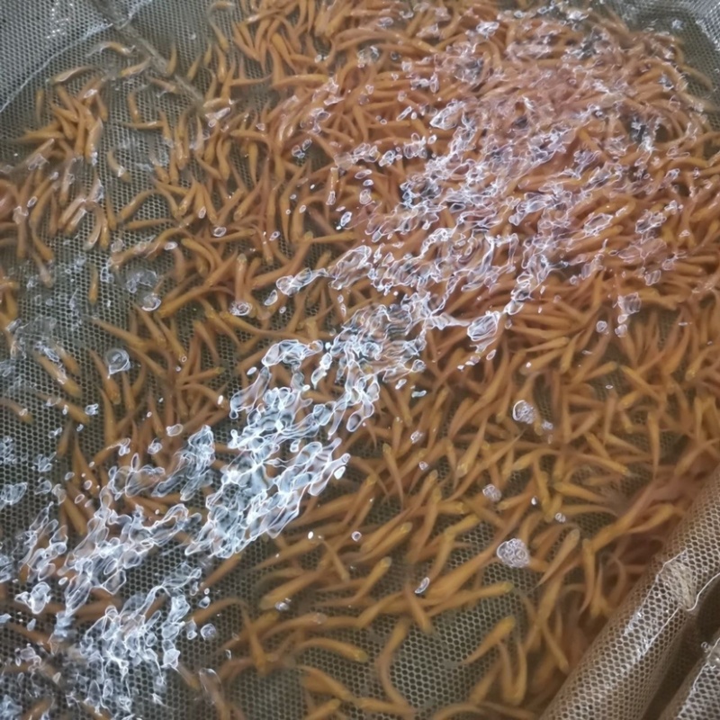 基地直销，全国发货金丝草鱼苗易活快大