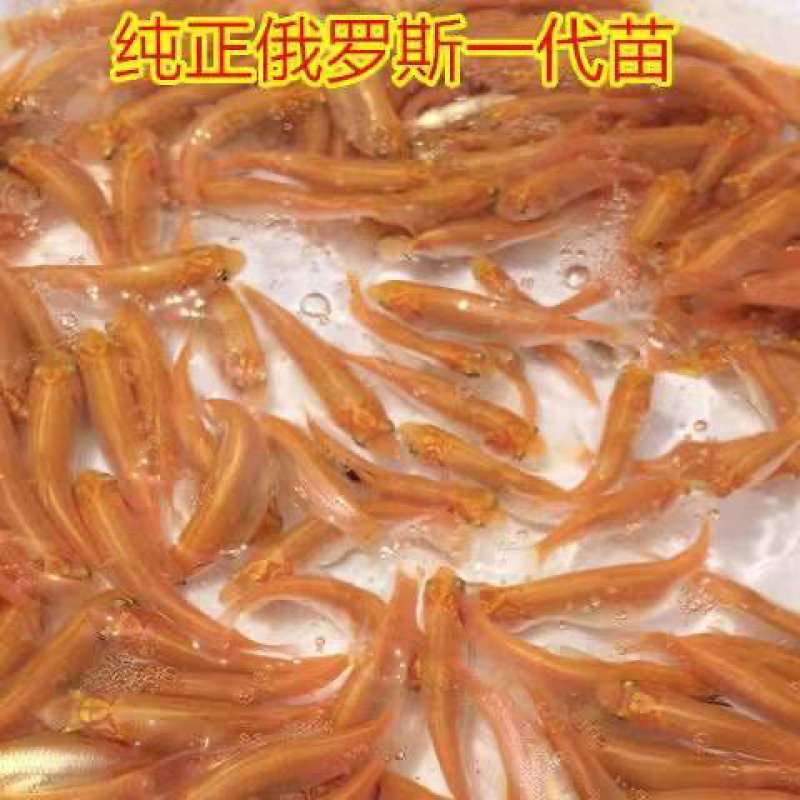 基地直销，全国发货金丝草鱼苗易活快大