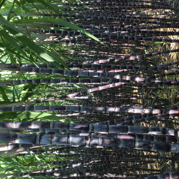 亚热带水果。甘蔗红皮黄皮现在一定9月份上市。欢迎欢迎