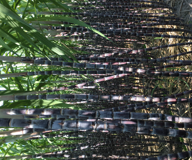 亚热带水果。甘蔗红皮黄皮现在一定9月份上市。欢迎欢迎
