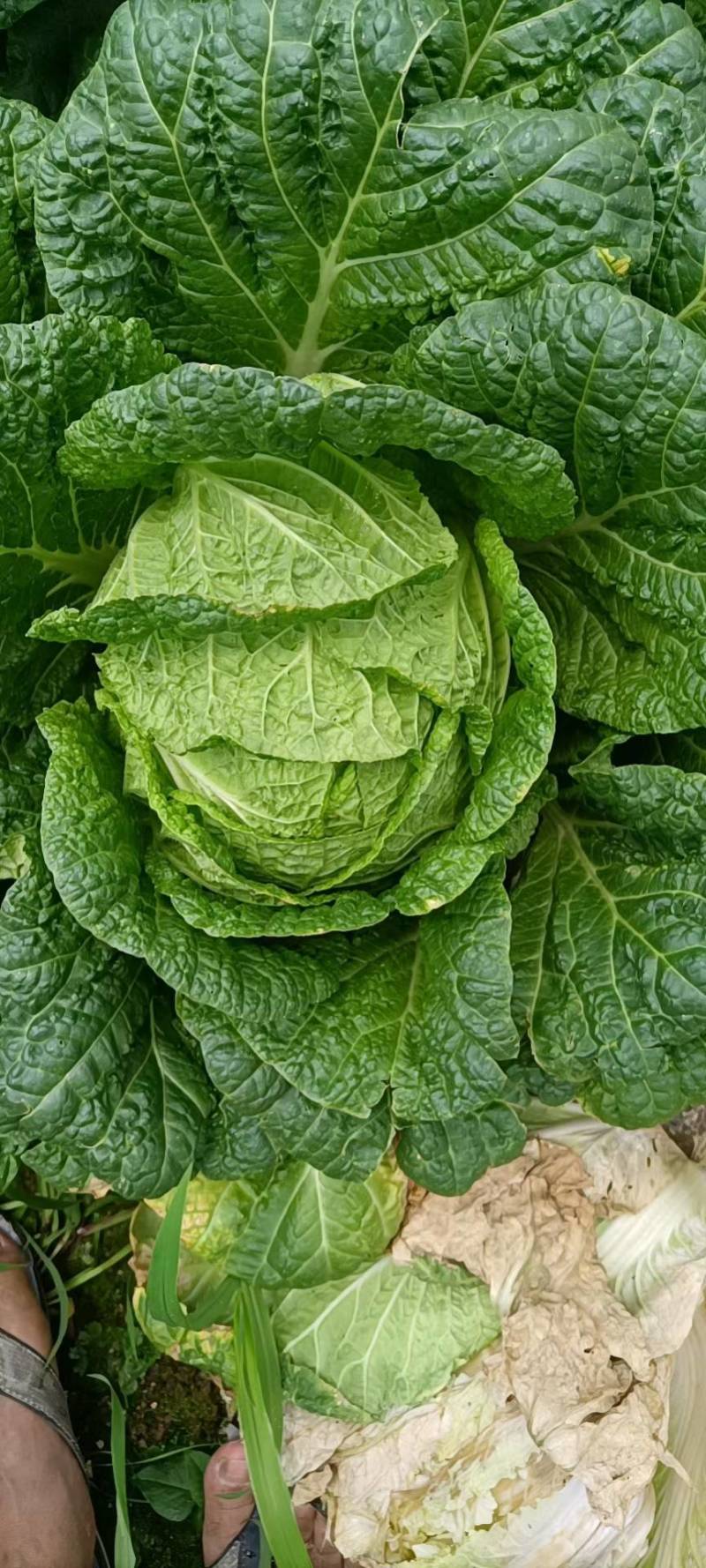 黄心白菜全国发货诚信经营货源充足优质白菜