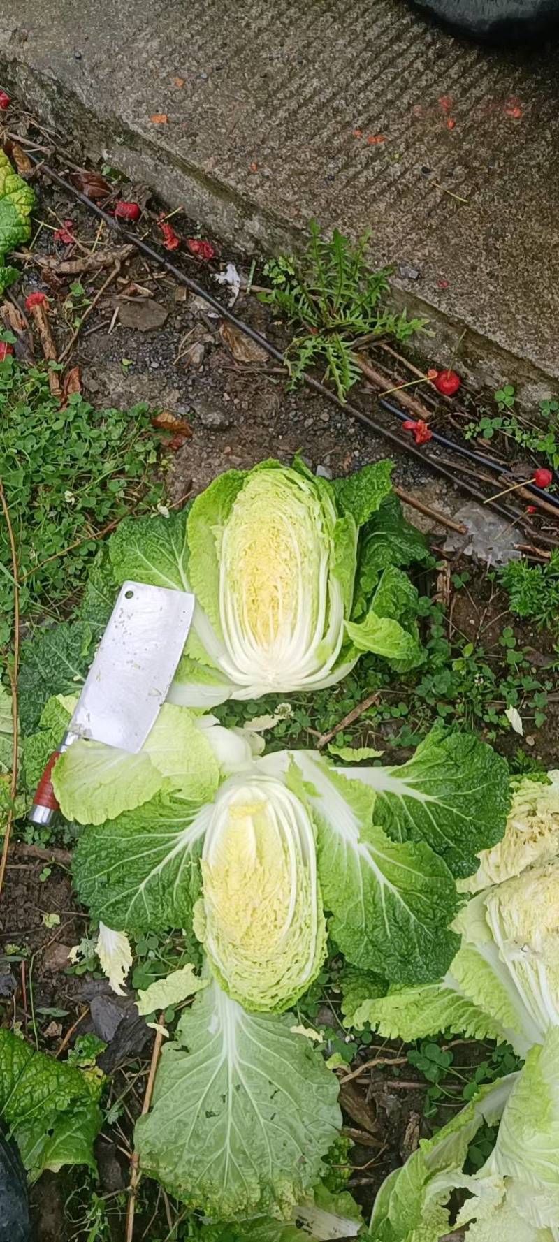 黄心白菜全国发货诚信经营货源充足优质白菜