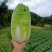 黄心白菜全国发货诚信经营货源充足优质白菜