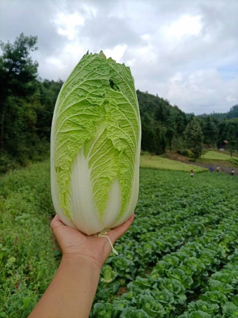 黄心白菜全国发货诚信经营货源充足优质白菜