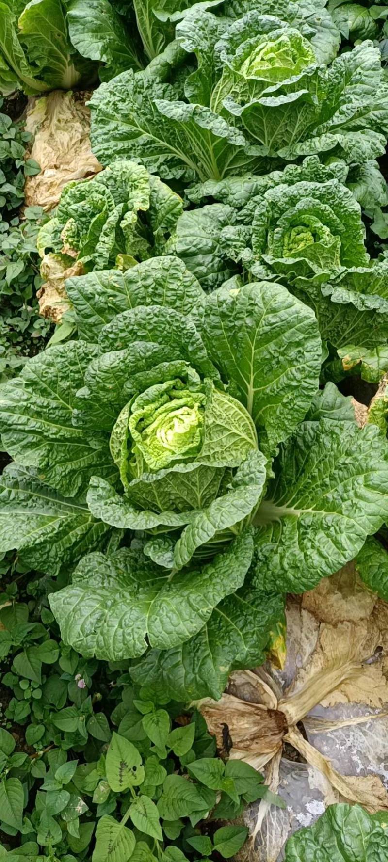 黄心白菜全国发货诚信经营货源充足优质白菜