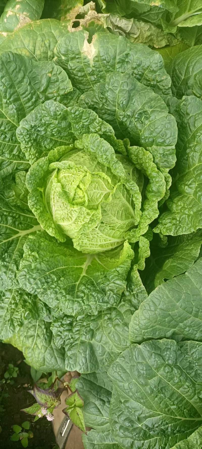 黄心白菜全国发货诚信经营货源充足优质白菜