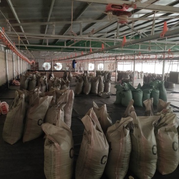 广东鸡粪基地直供，质量保证诚信经营需要的老板可以提前联系