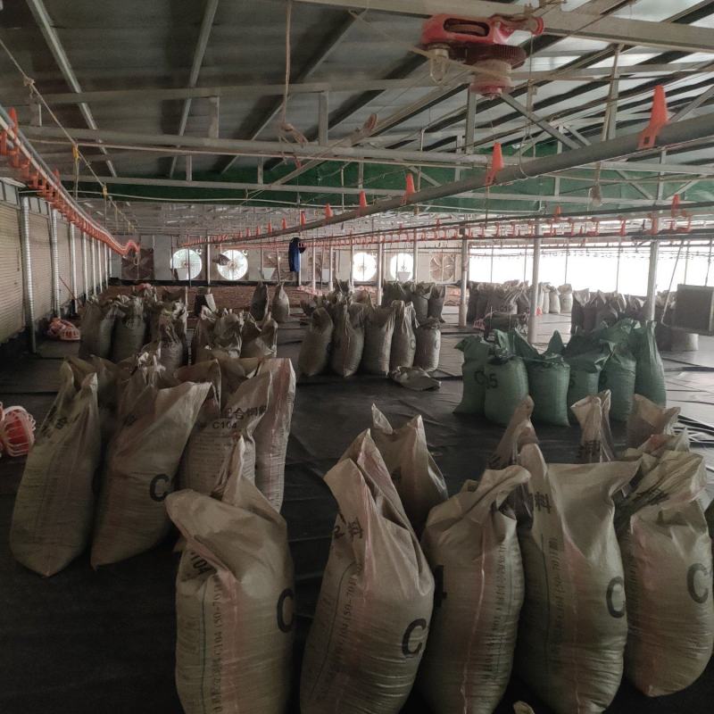 广东鸡粪基地直供，质量保证诚信经营需要的老板可以提前联系