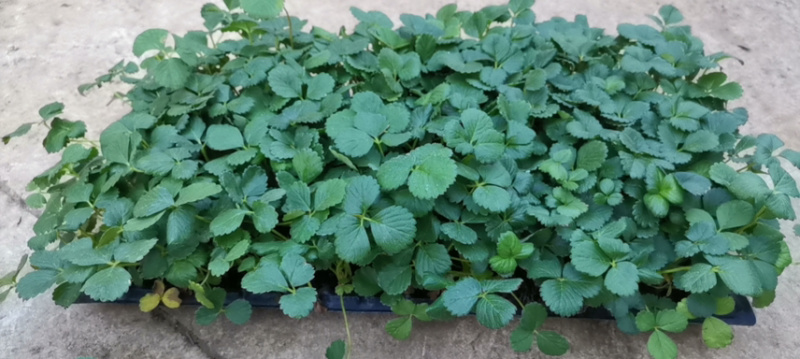 四季蒙特瑞草莓苗圣安德瑞斯草莓苗四季草莓苗包活
