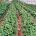 四季蒙特瑞草莓苗圣安德瑞斯草莓苗四季草莓苗包活