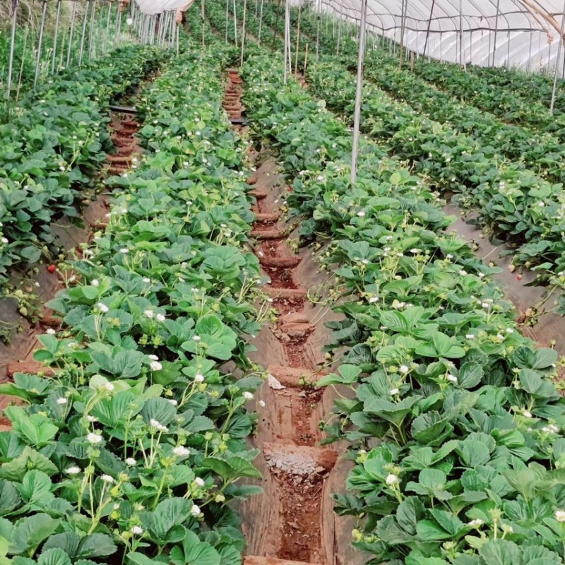 四季蒙特瑞草莓苗圣安德瑞斯草莓苗四季草莓苗包活