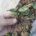四季蒙特瑞草莓苗圣安德瑞斯草莓苗四季草莓苗包活