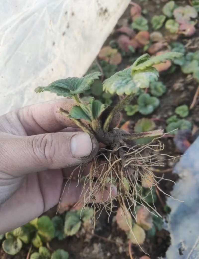 四季蒙特瑞草莓苗圣安德瑞斯草莓苗四季草莓苗包活