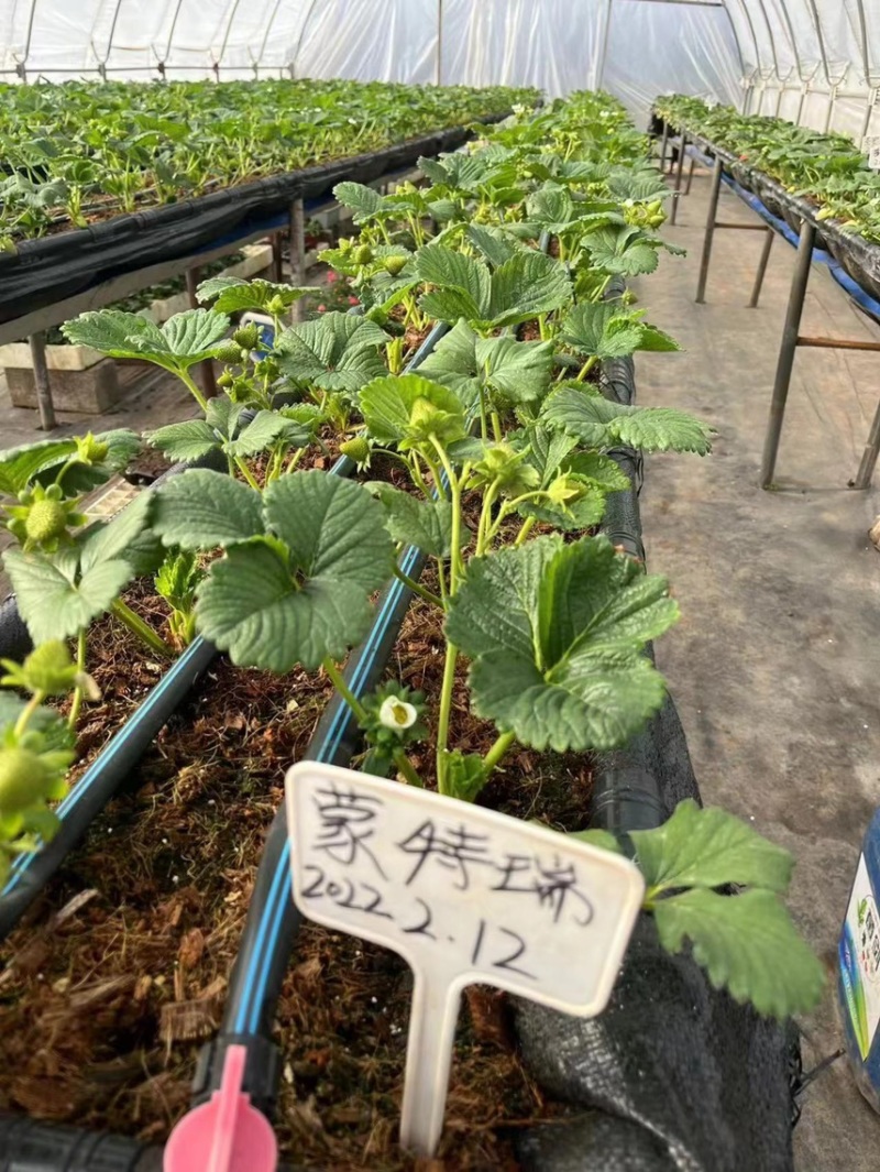 四季蒙特瑞草莓苗圣安德瑞斯草莓苗四季草莓苗包活