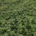 四季蒙特瑞草莓苗圣安德瑞斯草莓苗四季草莓苗包活