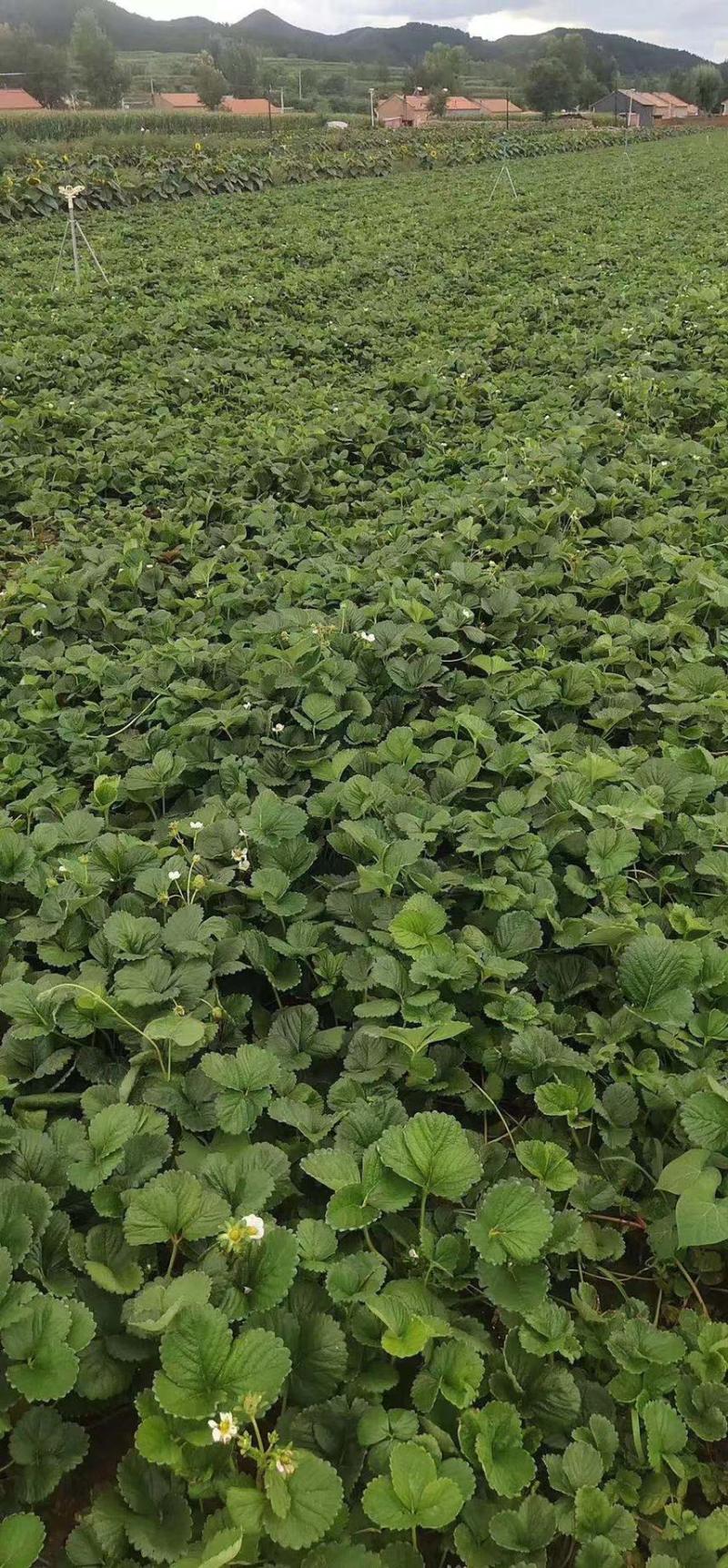 四季蒙特瑞草莓苗圣安德瑞斯草莓苗四季草莓苗包活