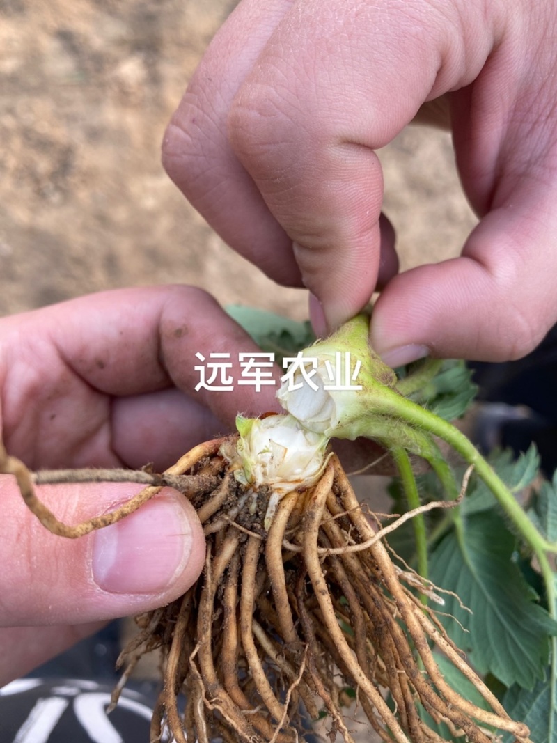 四季蒙特瑞草莓苗圣安德瑞斯草莓苗四季草莓苗包活