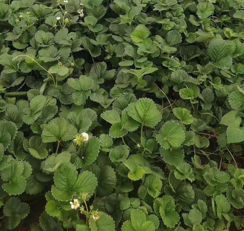 四季蒙特瑞草莓苗圣安德瑞斯草莓苗四季草莓苗包活